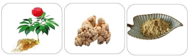 Panax Notoginseng Extract