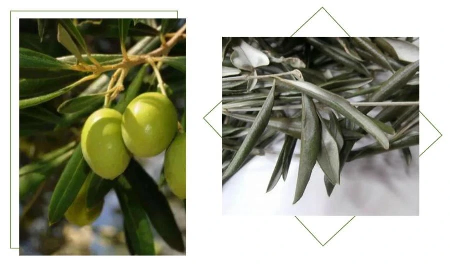 Olea Europaea Extract