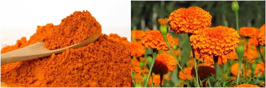 product-902-299 Marigold Flower Extract , Lutein Powder