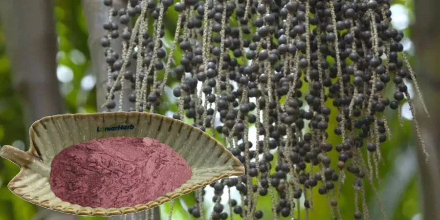 Acai Berry Juice Powder manufacturers