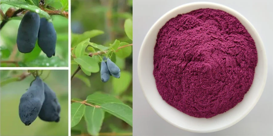 high quality Blue Honeysuckle Fruit Powder