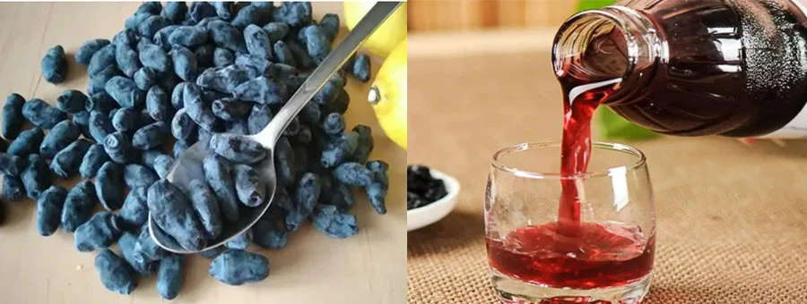 Blue Honeysuckle Fruit Powder