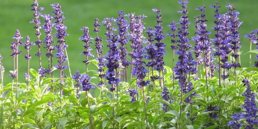 Sage Extract Powder manufacturers