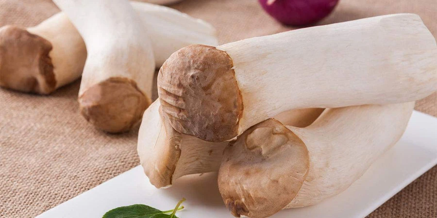 Pleurotus Eryngii Extract Pleurotus Eryngii Extract