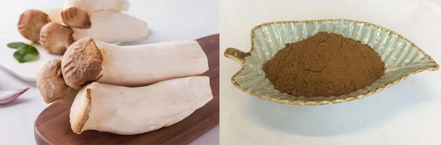 King Oyster Mushroom Extract King Oyster Mushroom Extract